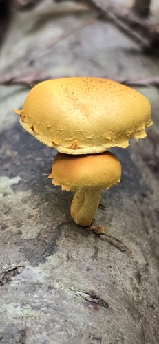 Pholiota (Photo 9 of 11)