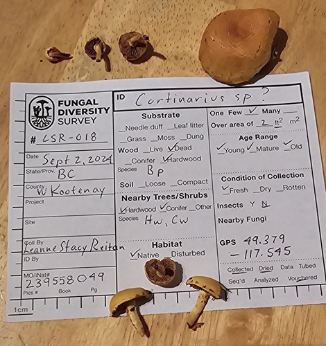 Pholiota (Photo 10 of 11)