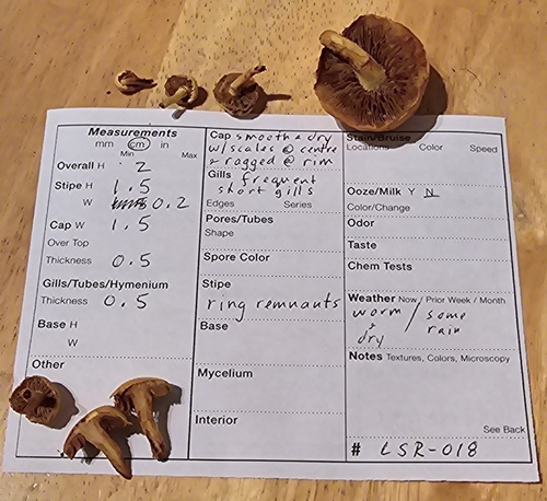 Pholiota (Photo 11 of 11)