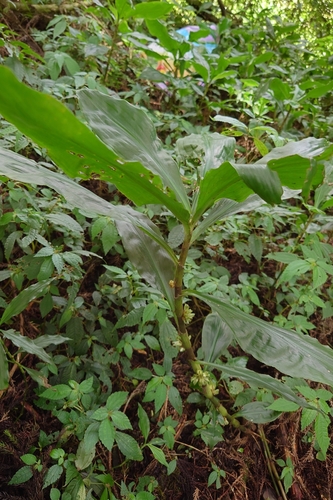 Image of Amischotolype glabrata by (c) 如此甚好, some rights reserved (CC BY)