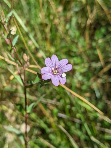 Oregon fireweed (Epilobium oreganum)