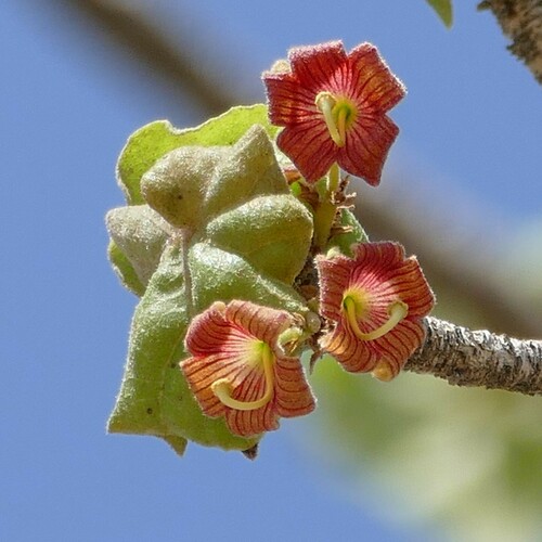 Sterculia africana (Lour.) Fiori