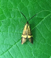 Nemophora degeerella