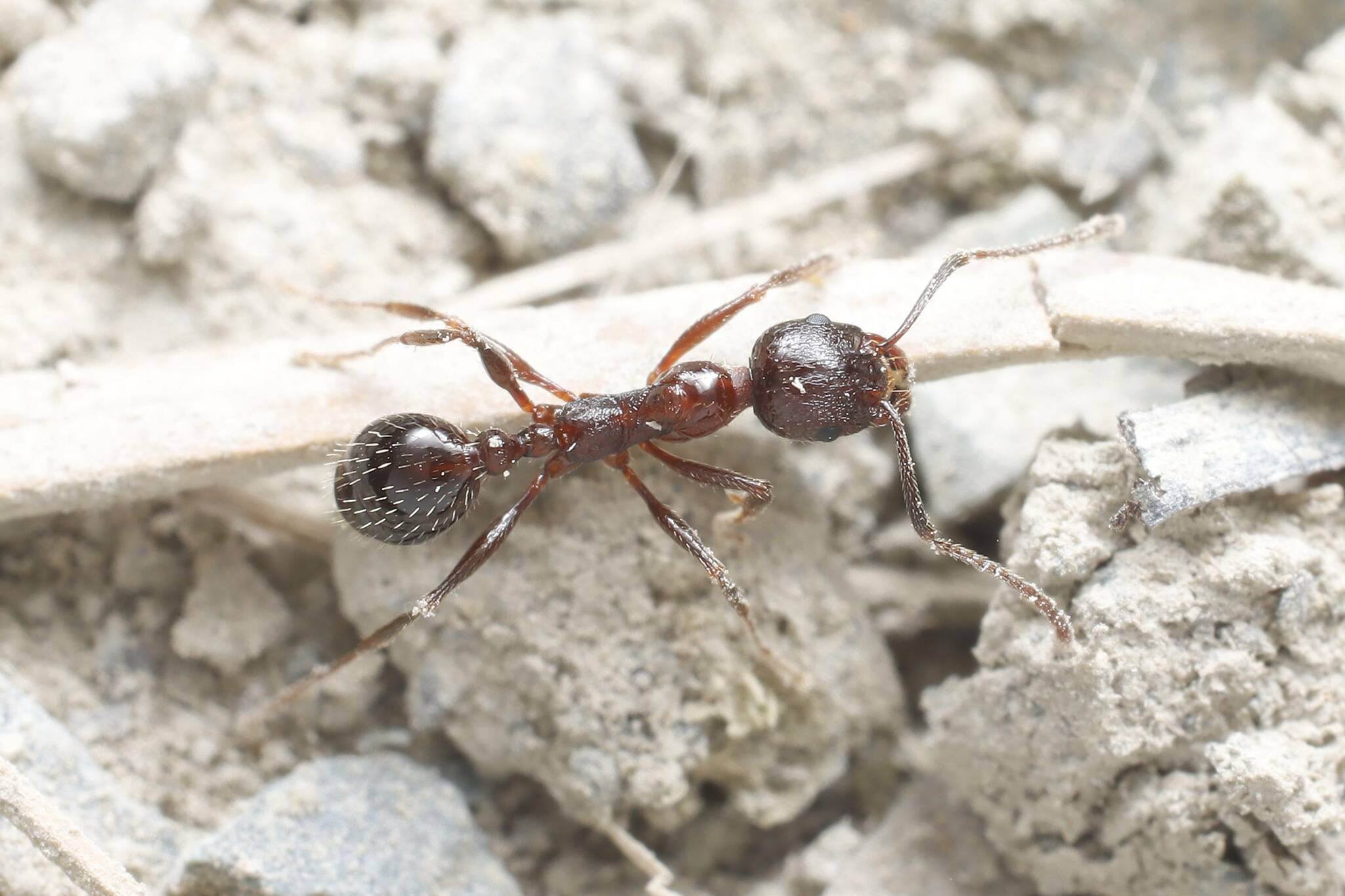 Aphaenogaster smythiesii