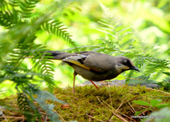 Trochalopteron variegatum