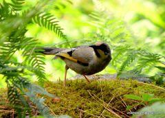 Trochalopteron variegatum