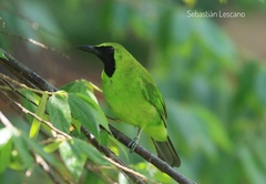 Chloropsis sonnerati