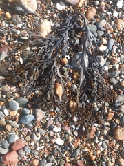 Xiphophora chondrophylla