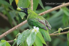 Chloropsis sonnerati