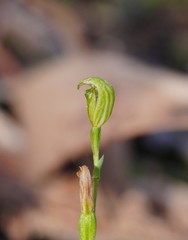 Pterostylis parviflora