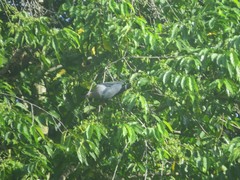 Ducula pinon