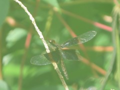 Neurothemis decora