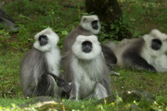 Kashmir Gray Langur photo 2
