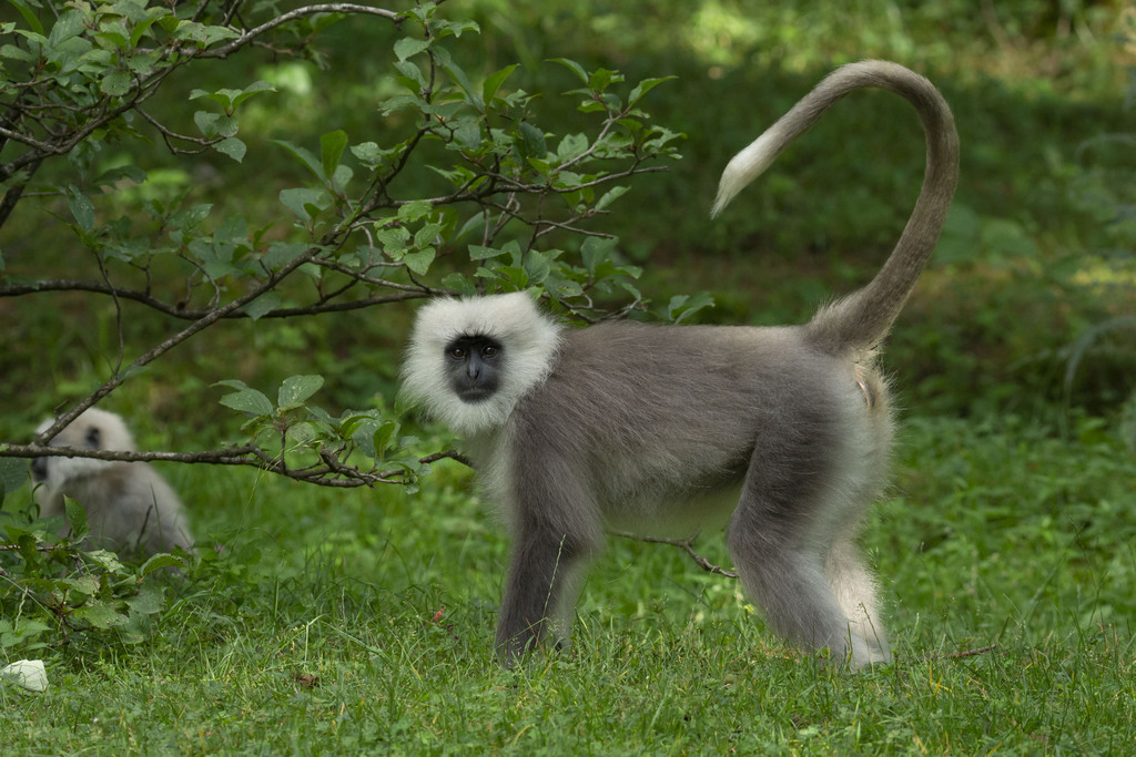 Kashmir Gray Langur