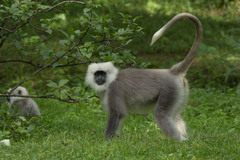 Kashmir Gray Langur photo 1