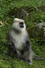 Kashmir Gray Langur photo 5
