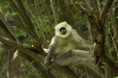 Kashmir Gray Langur photo 3