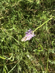 Dactylorhiza fuchsii