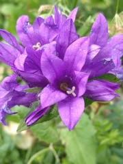 Campanula glomerata