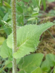 Campanula glomerata