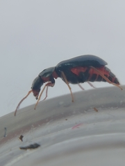Ebaeus