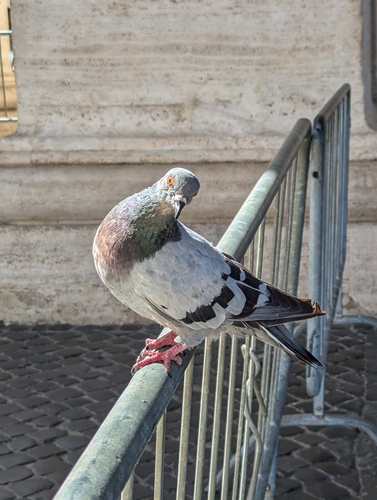 Feral Pigeon photographed in Holy See / Vatican City