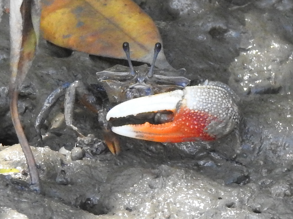 Dussumier's Fiddler Crab