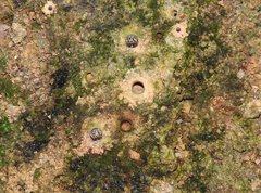 Heptodonta posticalis