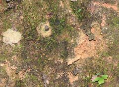 Heptodonta posticalis