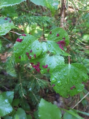 Acalitus longisetosus