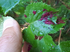 Acalitus longisetosus