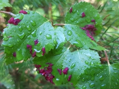 Acalitus longisetosus