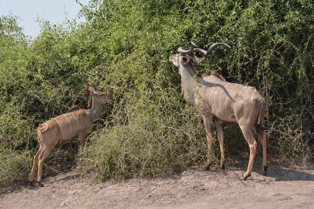Tragelaphus strepsiceros strepsiceros, Chobe NP, Botsuana, by Kerstin Reifenrath