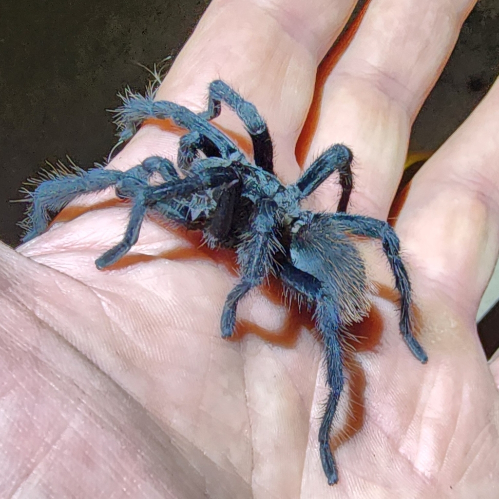 Madera Canyon Tarantula from Sahuarita, AZ 85629, USA on September 2 ...