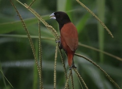 Lonchura atricapilla