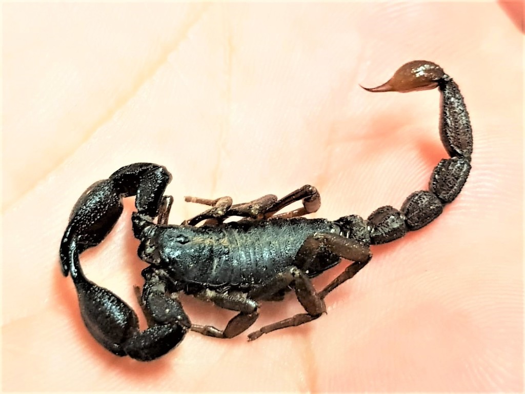 Brotheas granulatus