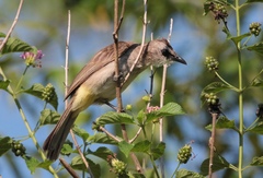 Pycnonotus goiavier