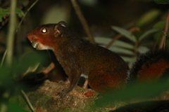 Dremomys rufigenis