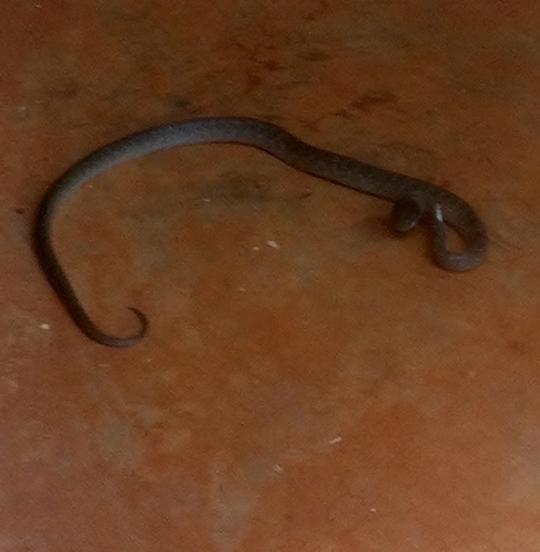 Red-lipped Snake