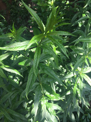 Veronicastrum