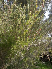 Kunzea linearis