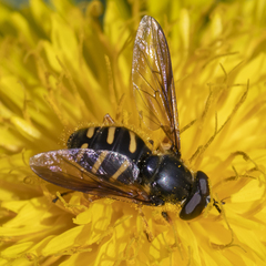 Sericomyia chrysotoxoides image