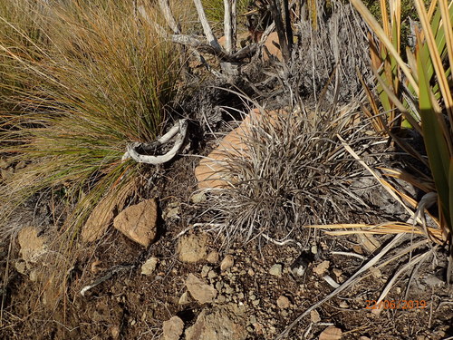 Astelia graminea (Astelia graminea)