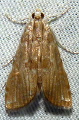 Elophila gyralis