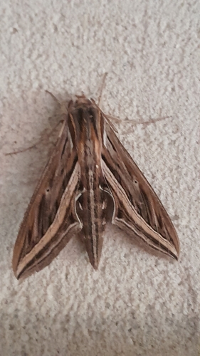 Hippotion celerio