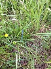 Enallagma cyathigerum