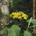 Giant Groundsel - Photo (c) Cheongweei Gan, some rights reserved (CC BY-NC), uploaded by Cheongweei Gan