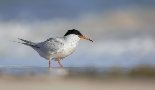 Roseate Tern, photo 2 of 10