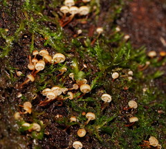 Xeromphalina leonina