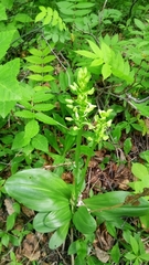 Platanthera bifolia